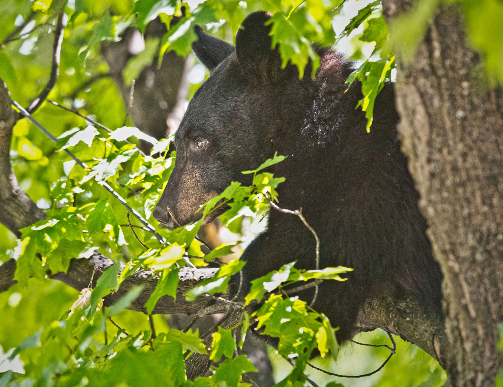 0625_Ives Park Bear_cl02.jpg